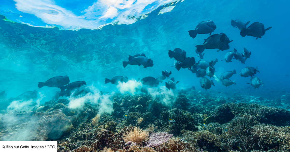 Les excréments de certains poissons protègent la santé des coraux ...