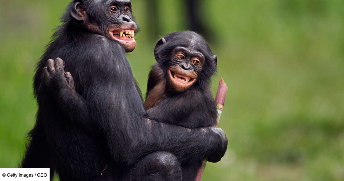 Quelle Est La Différence Entre Les Animaux Sans Queue Et Les Singes – LKHQT