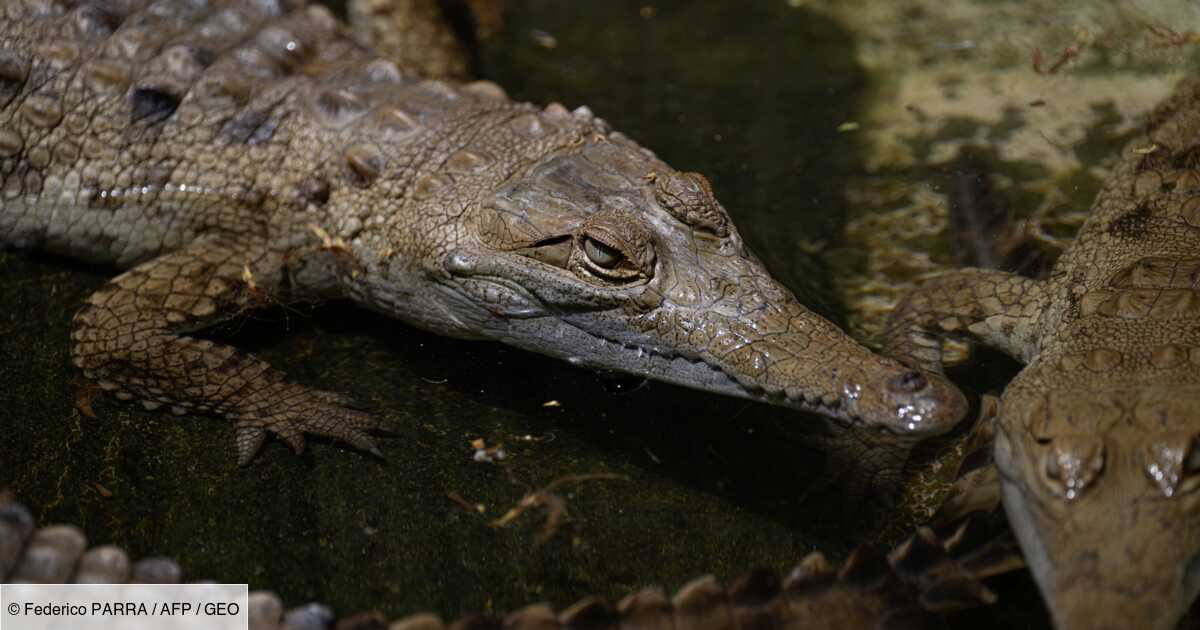 Qui est le crocodile de l