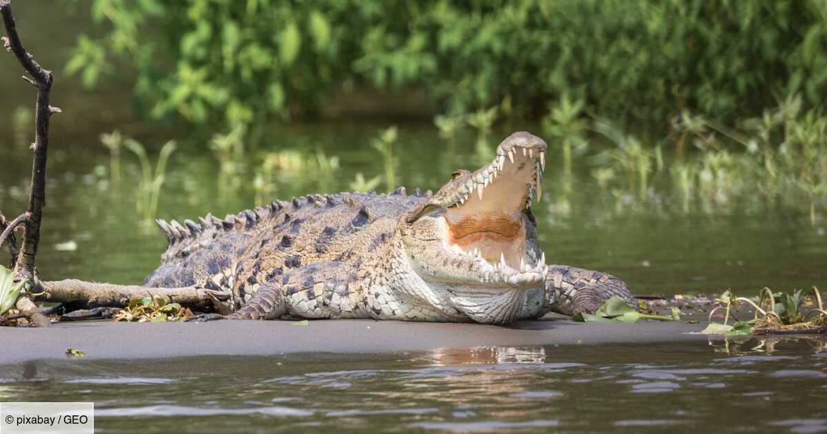 Photo of Australia: Human remains found in the stomachs of two crocodiles