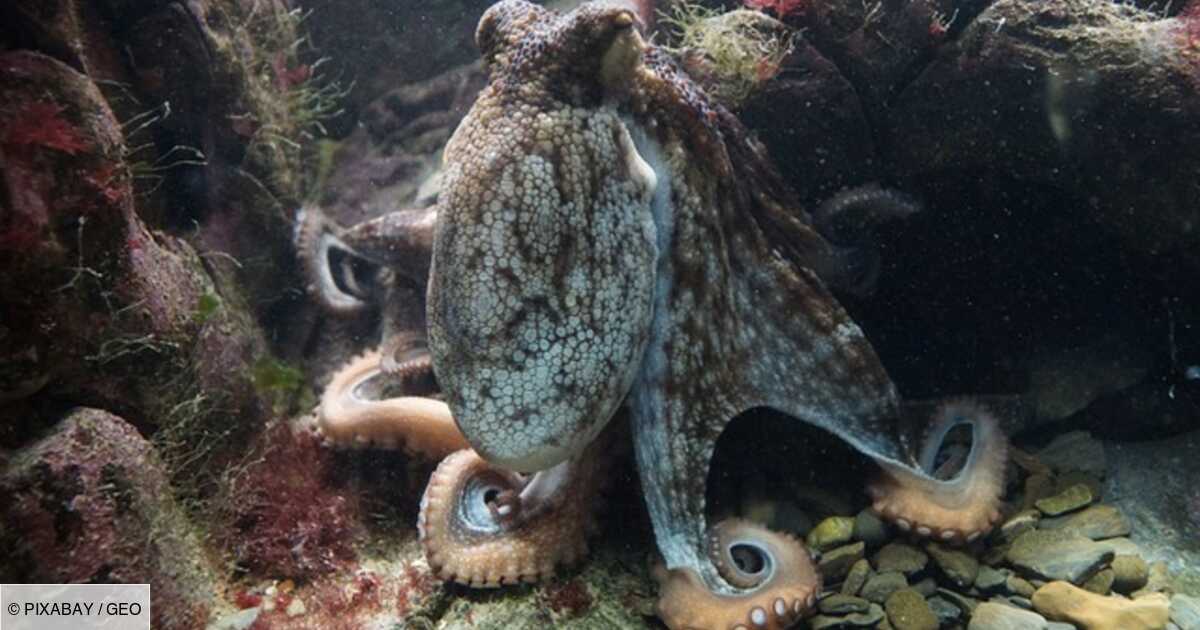 Des scientifiques filment un poulpe en plein cauchemar