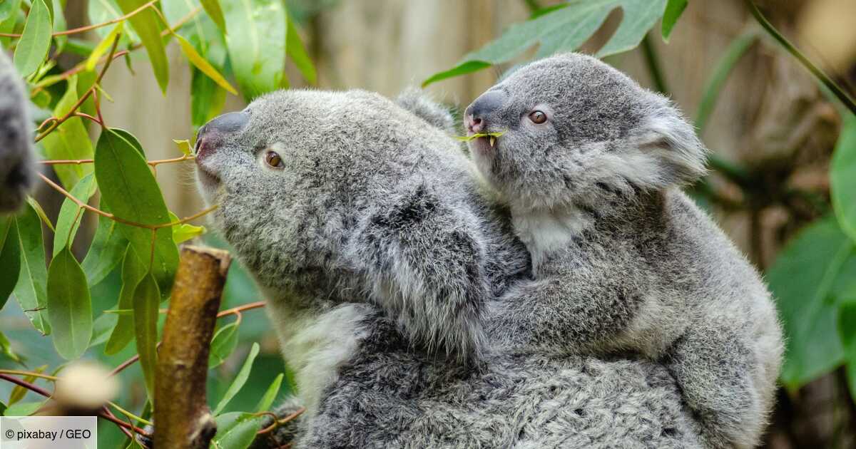 Photo of Australia: More than 40,000 hectares of koala-friendly forest may soon be gone