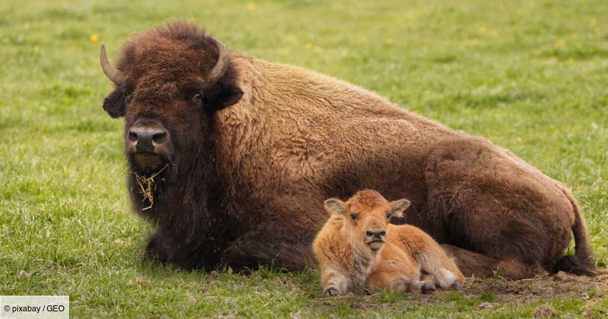 Yellowstone : un touriste touche un bébé bison, l'animal euthanasié