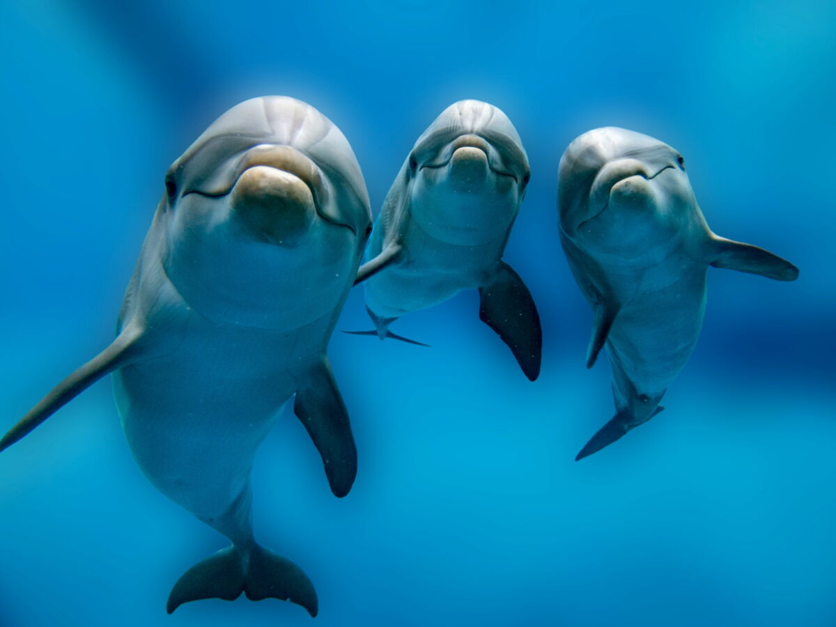 Ces animaux qui font l'amour pour le plaisir