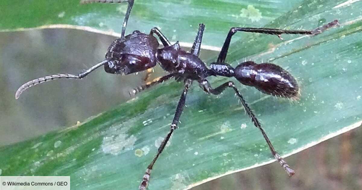 Les secrets de la piqûre d’insecte la plus douloureuse au monde