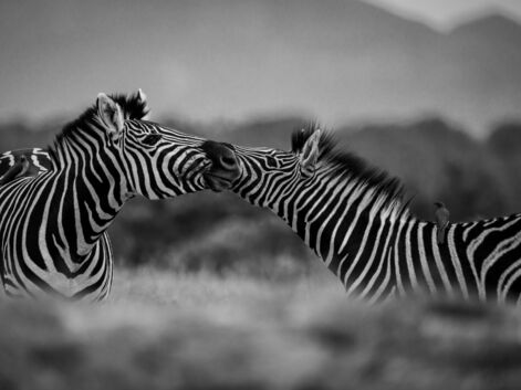 Les plus belles photos en safari