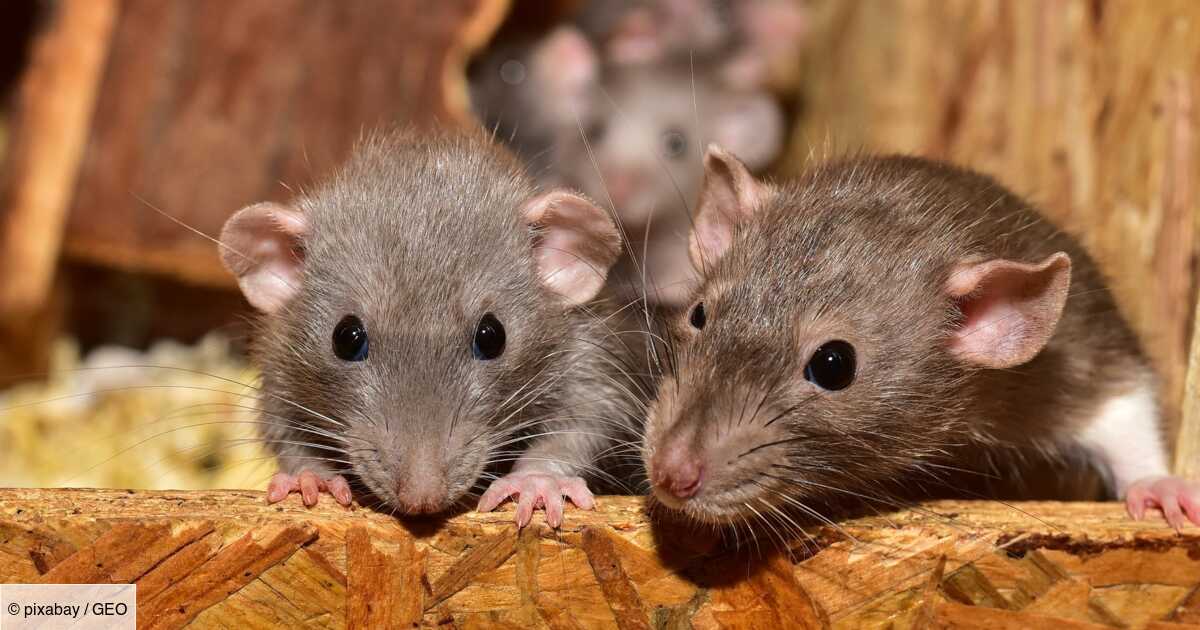 Photo of Nueva Zelanda planea exterminar ratas para 2050 para proteger sus aves endémicas