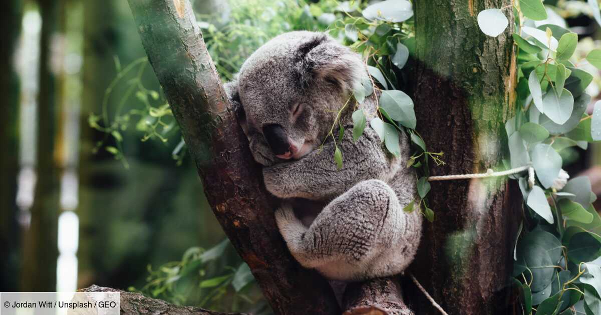 Koala is a surprise guest on a plane from Paris to Lisbon