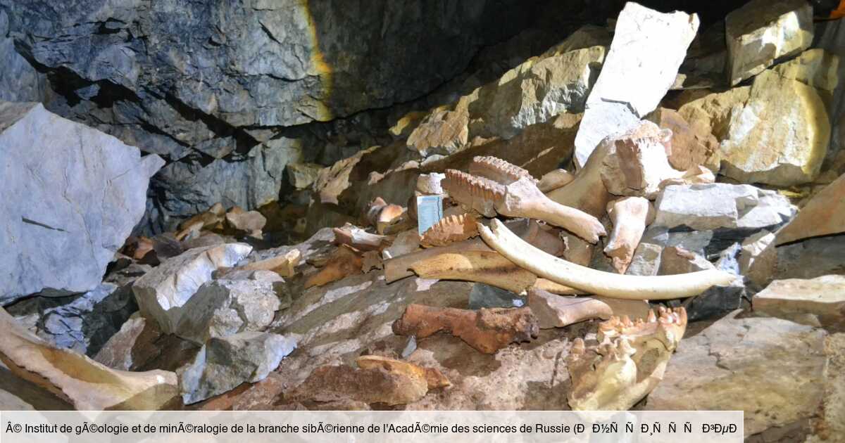 Photo of Una guarida de hienas y sus numerosos huesos descubierta en Siberia, una auténtica «cápsula del tiempo prehistórica»