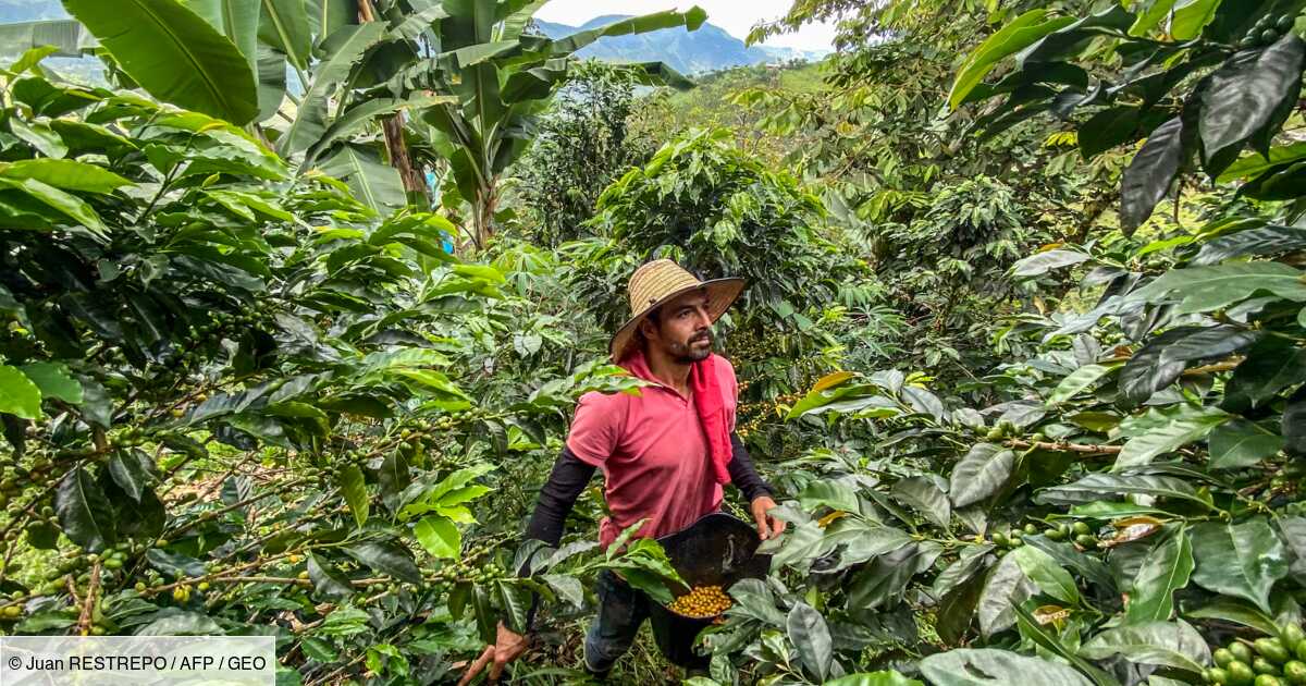 In Colombia, the amazing ally of coffee farmers is none other than the amazing bear