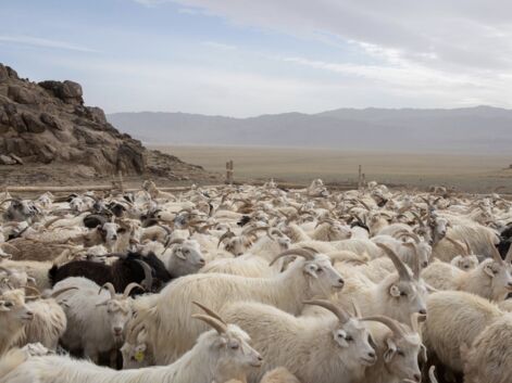 Avec les éleveurs de chèvres cachemire en Mongolie