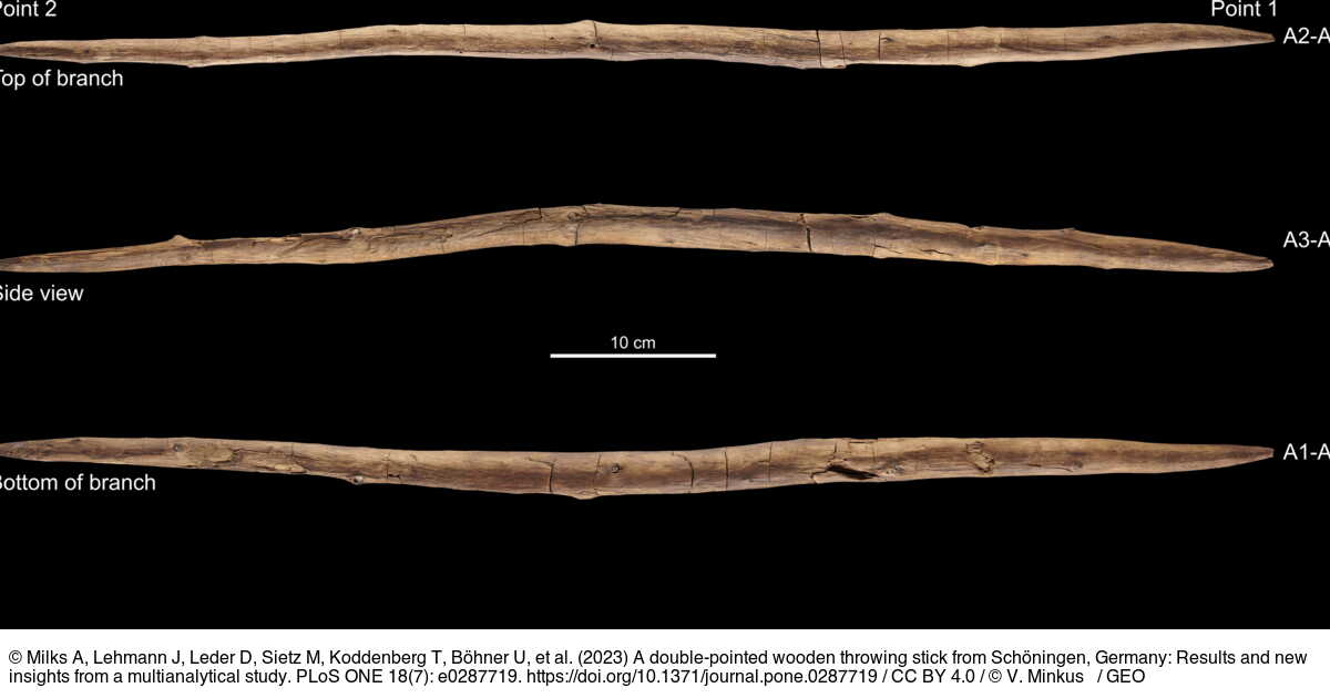 300,000yearold 'boomerang' weapon reveals unsuspected technical abilities in early humans