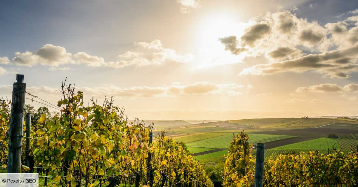 Aquí están los mejores viñedos del mundo, según el ranking World’s Best Vineyards