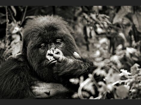 A la rencontre des gorilles de montagne du Rwanda