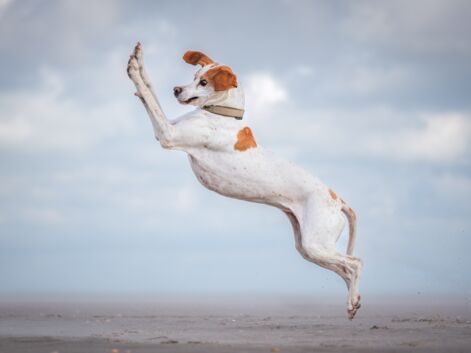 Comedy pet photography awards