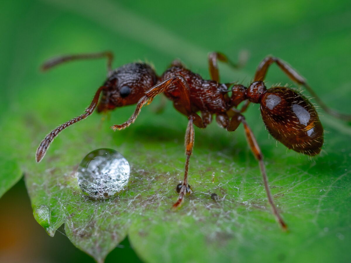 Autodestruction programmée: ces fourmis qui se sacrifient pour sauver la colonie