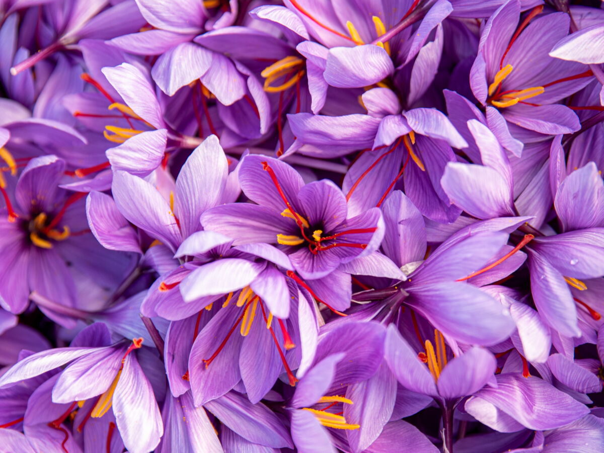 Chocolat, safran, hareng: ces produits stars qui misent (enfin) sur la durabilité