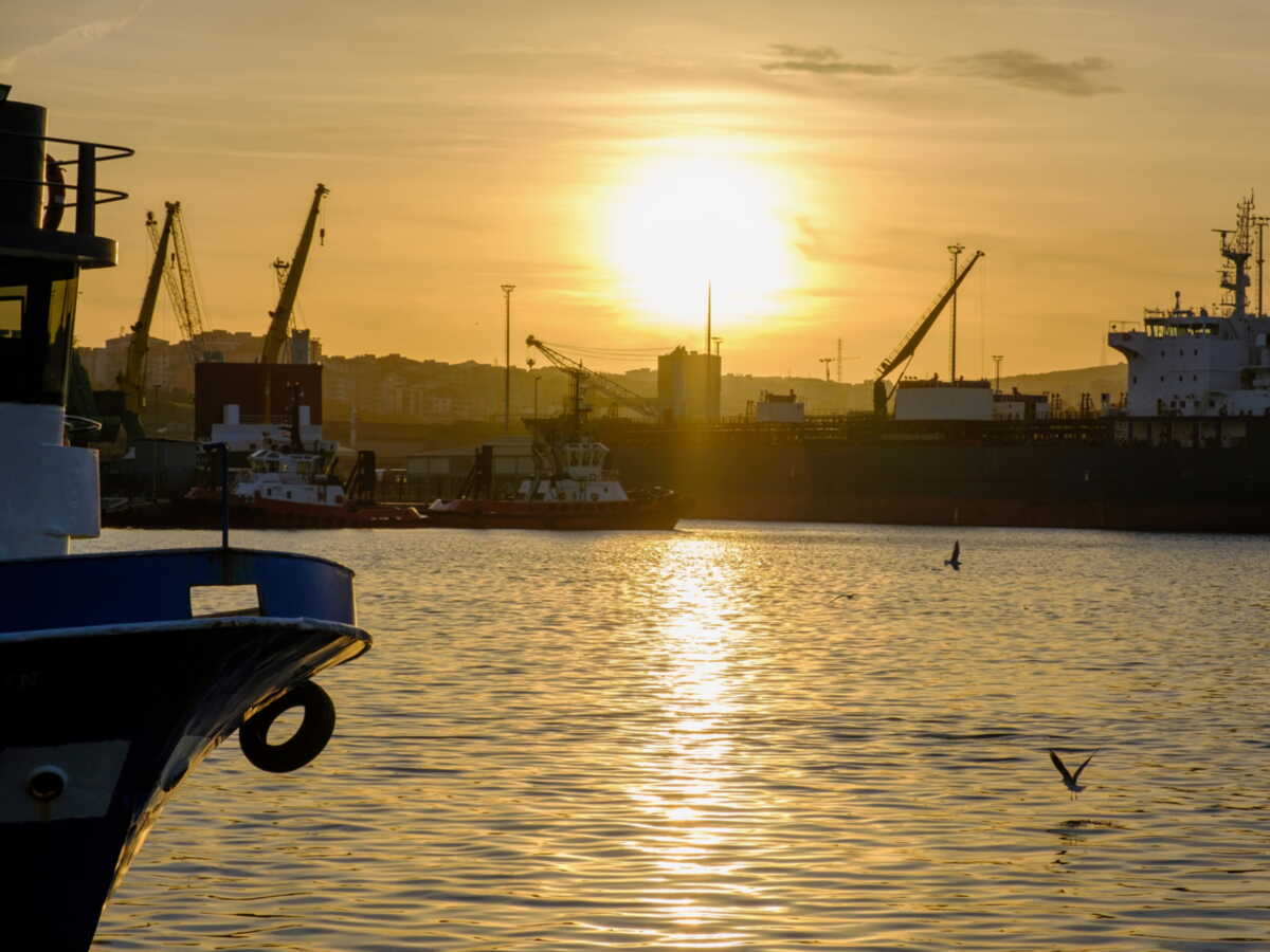 3000 vaches sont bloquées dans un cargo au large de la Turquie