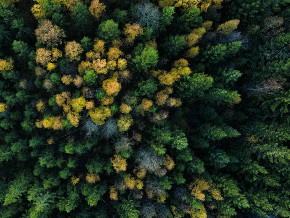Les bienfaits du silence: une retraite en Suède sous 45 décibels