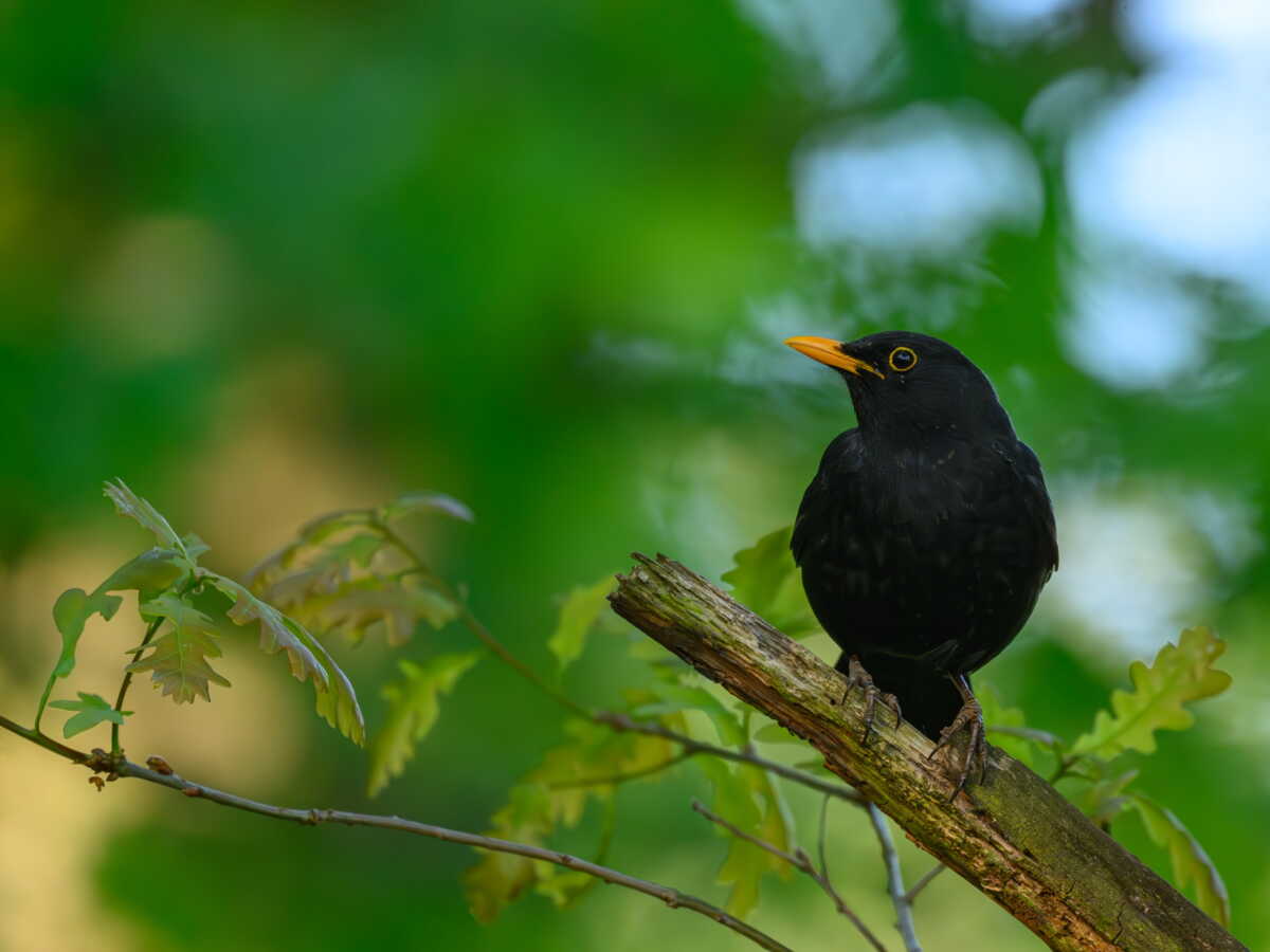 L'interdiction des néonicotinoïdes en Europe aurait mené au retour des oiseaux insectivores en France!