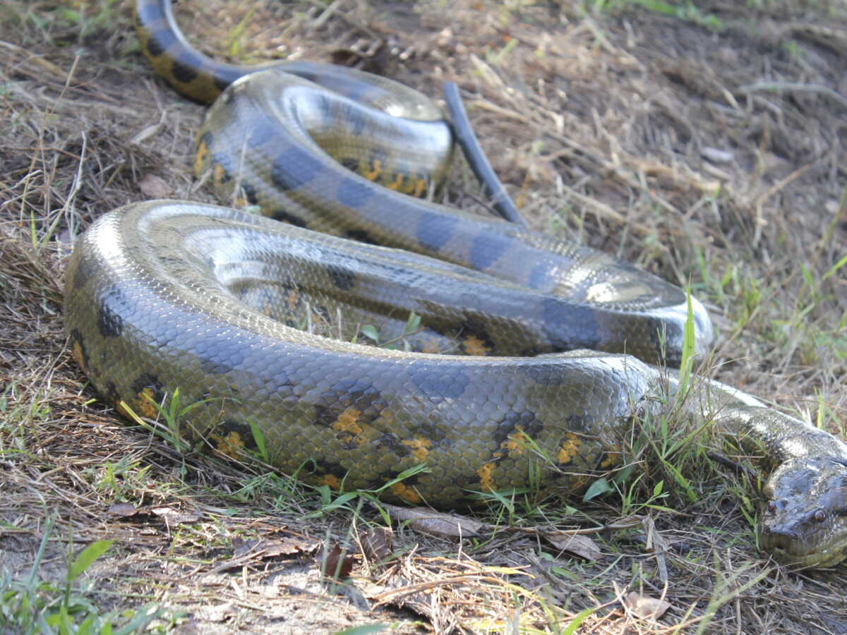 À partir de quand les anacondas sont-ils devenus des serpents géants ?