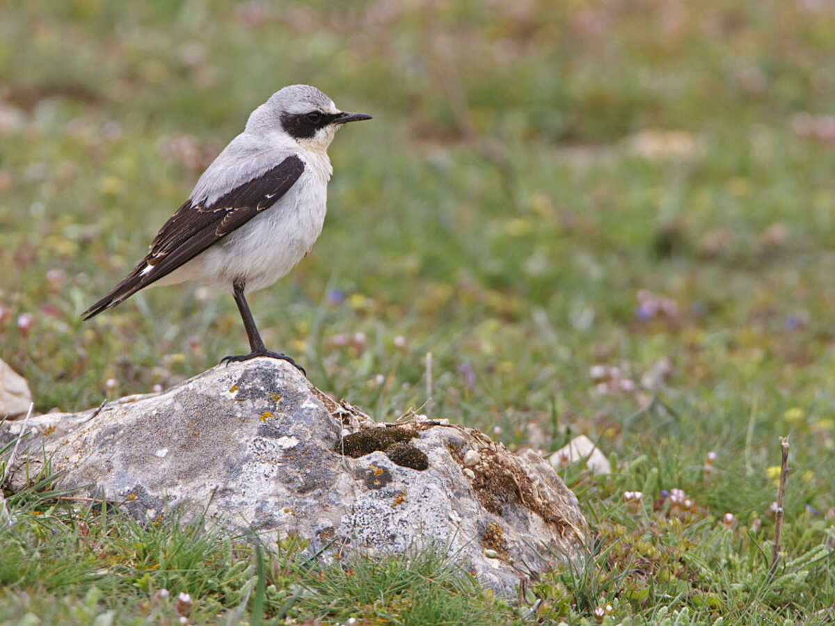 Le réchauffement climatique pousse les oiseaux à migrer... De quelques mètres