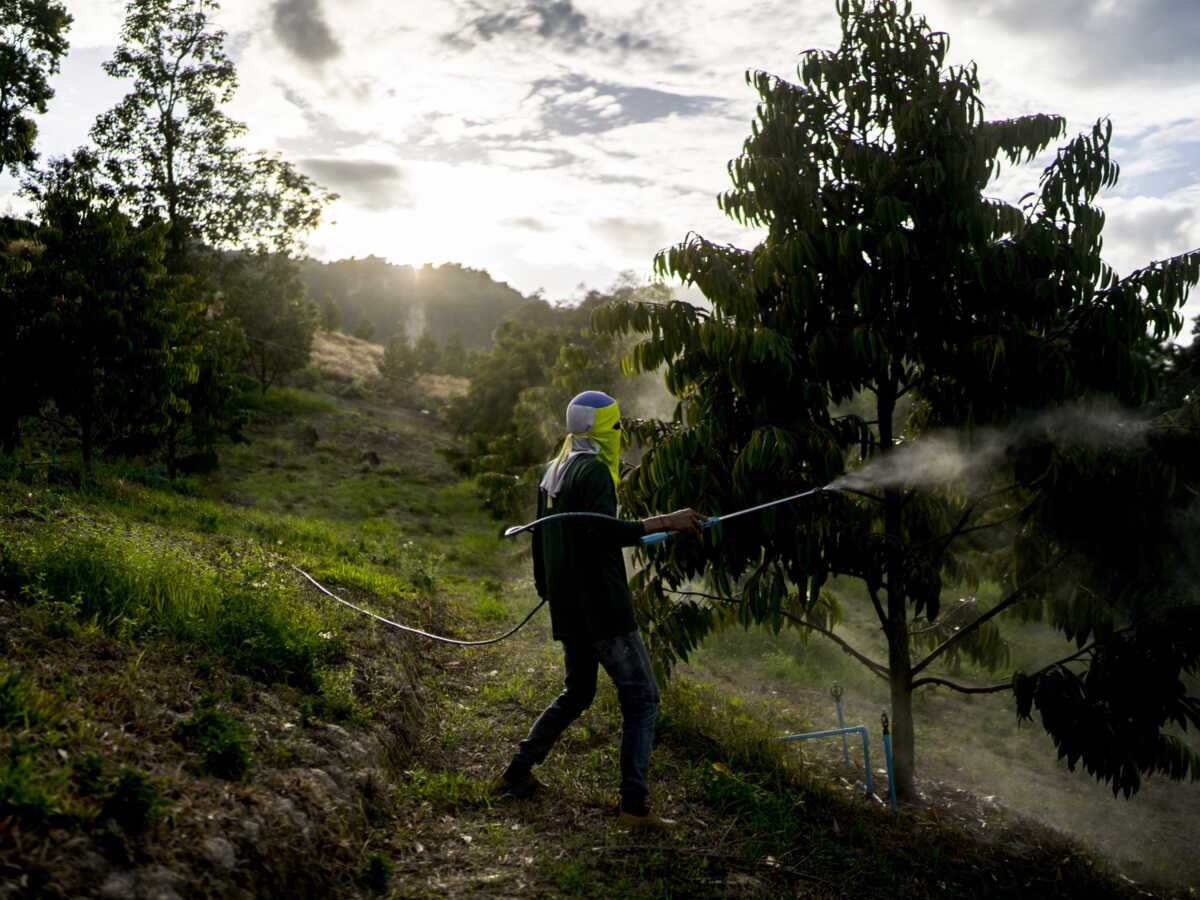 Une influente étude sur le glyphosate désavouée 25 ans après sa publication pour conflits d'intérêts avec Monsanto