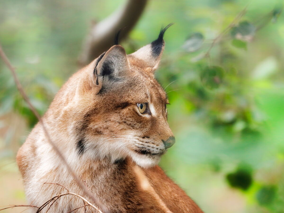 La WWF publie un rapport de bon augure pour l'avenir de plusieurs espèces protégées en France