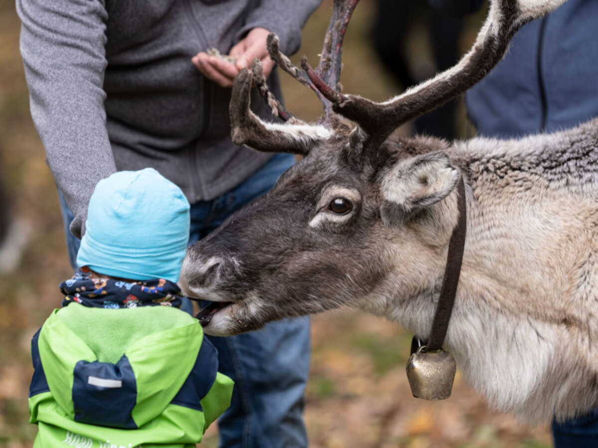 Un troupeau de rennes domestiqués est menacé d'euthanasie au Royaume-Uni