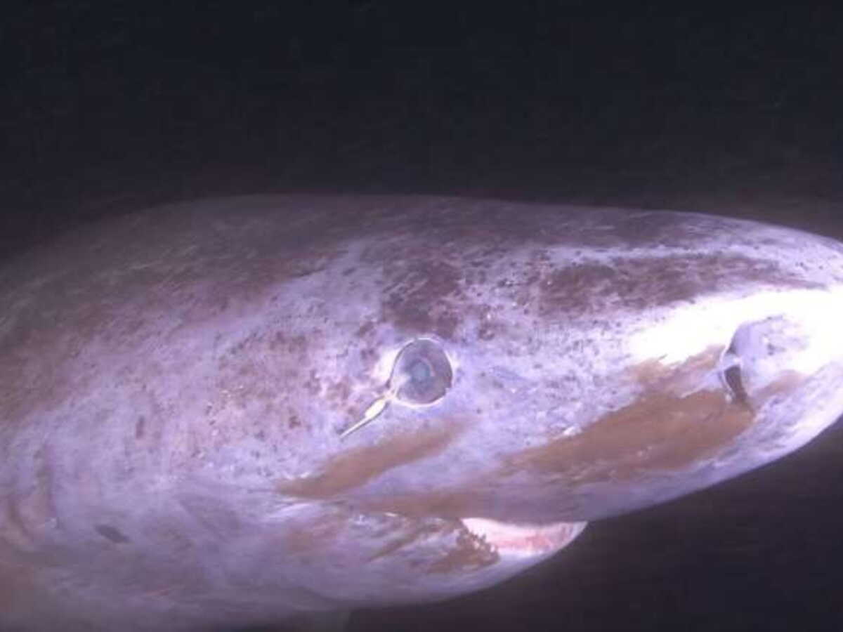 Une vue intacte à travers les siècles: le secret du requin du Groenland contre le vieillissement oculaire