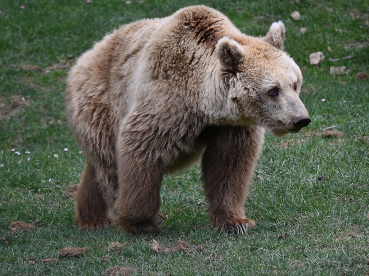 En Italie, ces ours ont adopté un comportement unique au monde pour cohabiter avec les humains