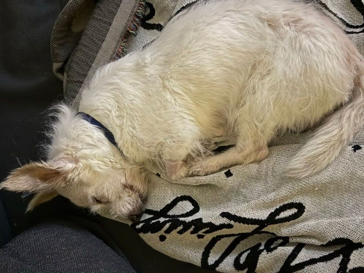 Une Américaine adopte un chien malade avant son euthanasie pour qu’il ait une famille pendant une nuit