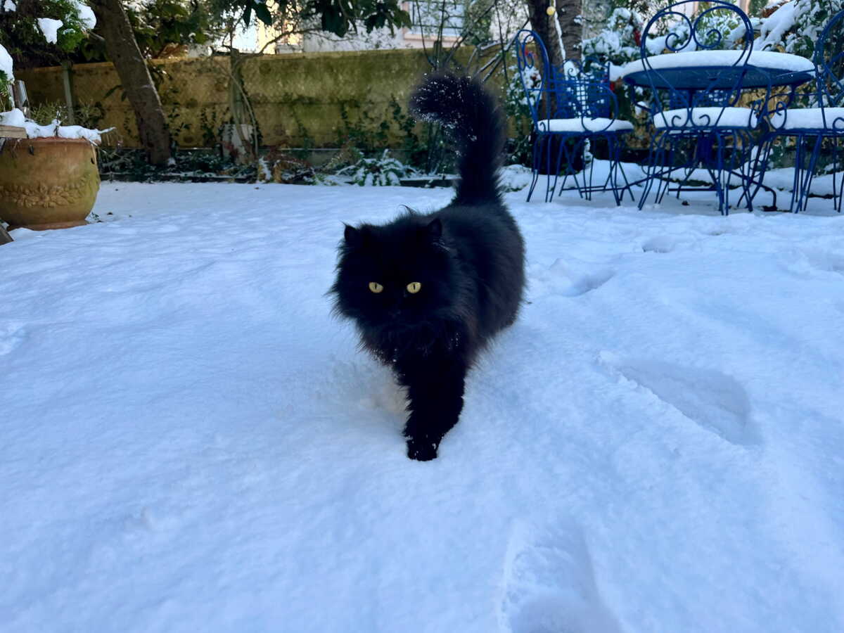 "Si vous avez froid, votre chien a froid aussi": les conseils d'une vétérinaire pour aider chiens et chats à affronter la neige