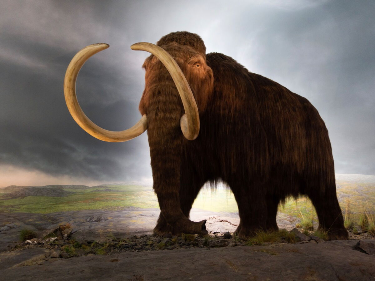 En Alaska, des ossements pris pour des mammouths révèlent une incroyable méprise