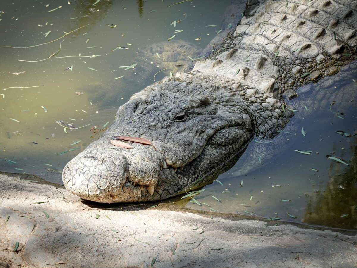 Cassius, crocodile géant: l’autopsie révèle le mécanisme discret qui l’a finalement terrassé