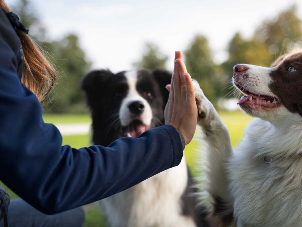 Les chiens peuvent-ils comprendre nos conversations? Les résultats étonnants d'une recherche