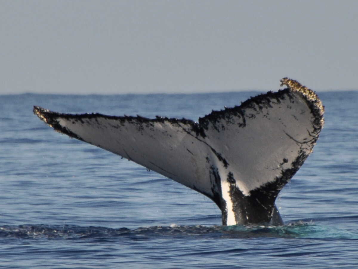 La triste raison pour laquelle nous avons largement sous-estimé l'espérance de vie des baleines