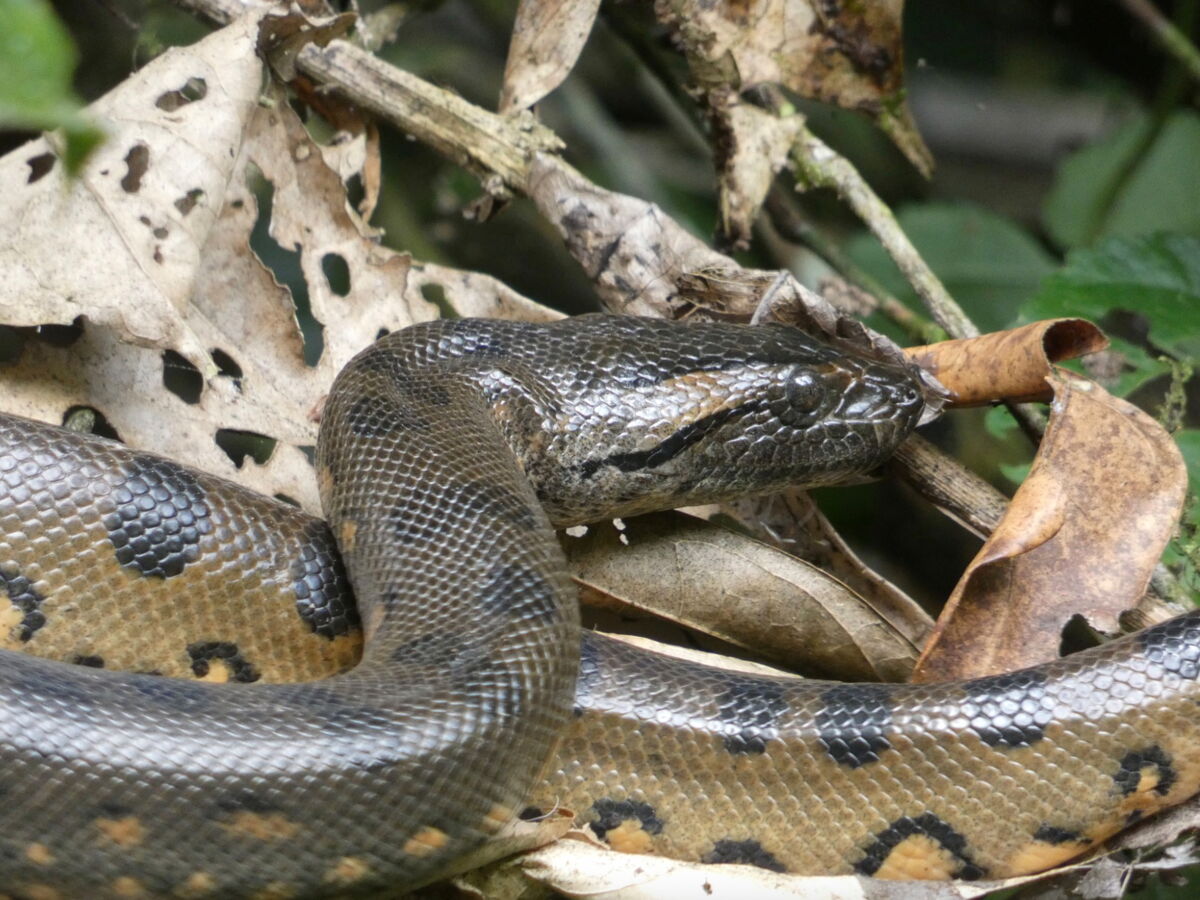 Le jour où une star de cinéma a participé à la découverte d'une nouvelle espèce d'anaconda géant