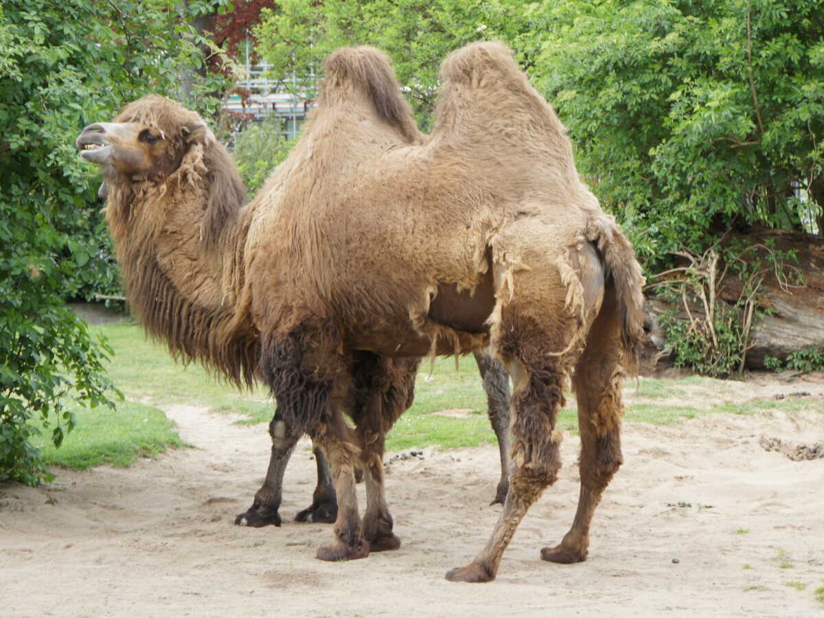 Ce chameau menacé d'extinction peut boire une eau mortelle plus salée que la mer