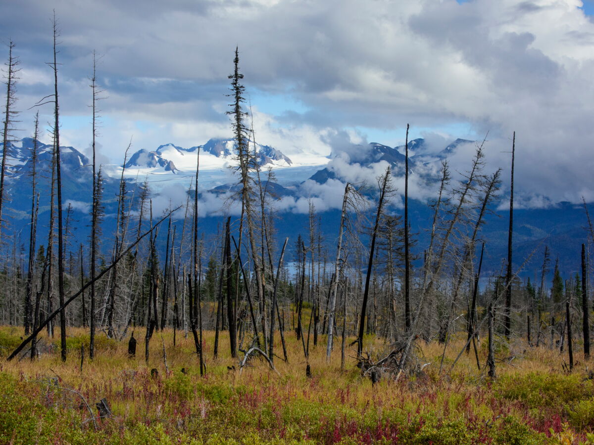 Les incendies de la toundra du versant nord de l'Alaska n'ont jamais été si intenses depuis 3000 ans