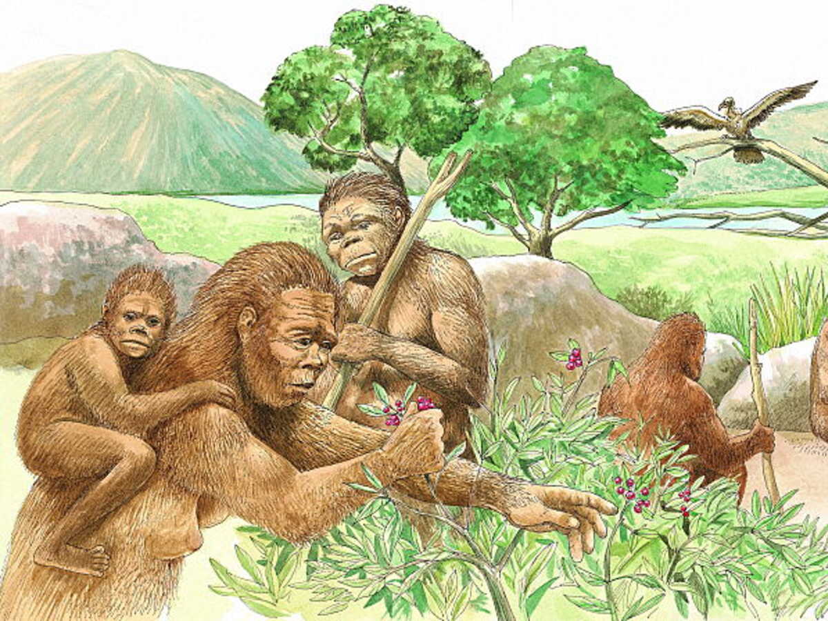 "Il nous rapproche de notre arbre généalogique" : des archéologues découvrent le squelette le plus complet jamais retrouvé de Homo habilis