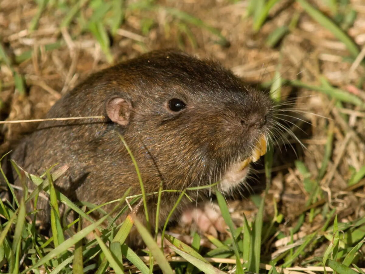 L’expérience folle avec des rongeurs qui a relancé la vie après l'explosion du mont Saint Helens