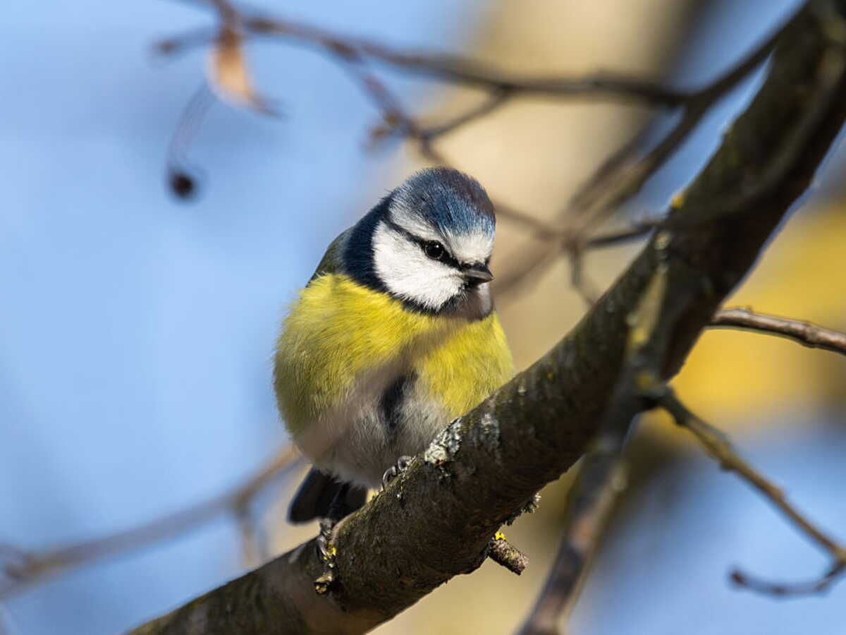 Compter les oiseaux... pour mieux les protéger