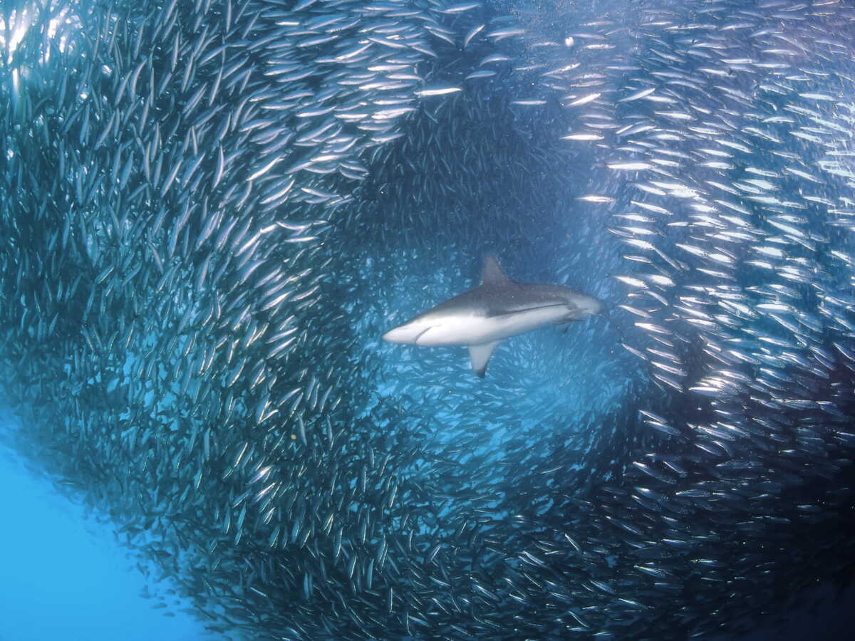 "Des millions de requins sont capturés accidentellement chaque année", cette initiative pourrait le réduire