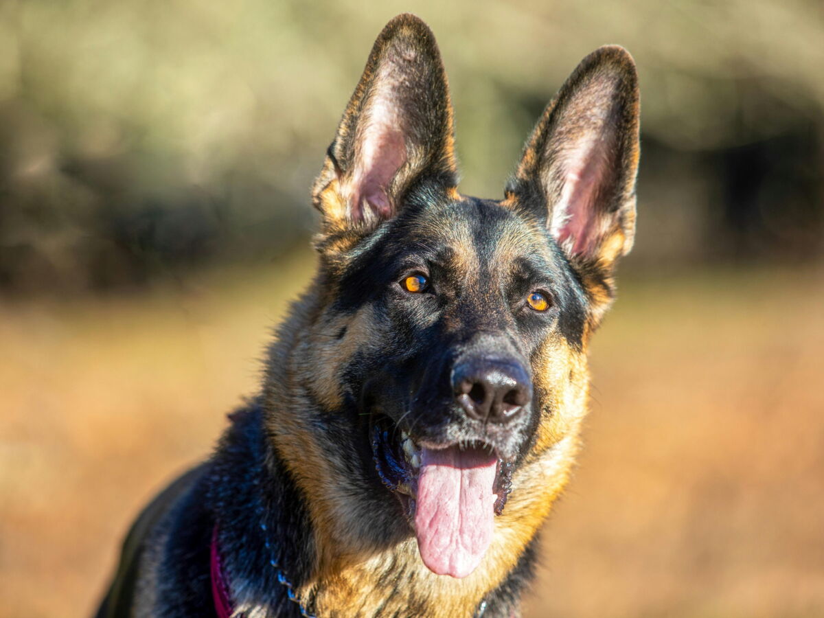 Cette chienne policière était si efficace qu’un cartel de la drogue a mis sa tête à prix