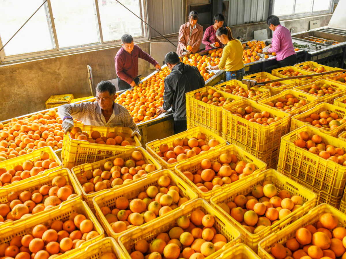 En Chine, les autorités ont peur d'un retour massif des travailleurs des villes à la campagne