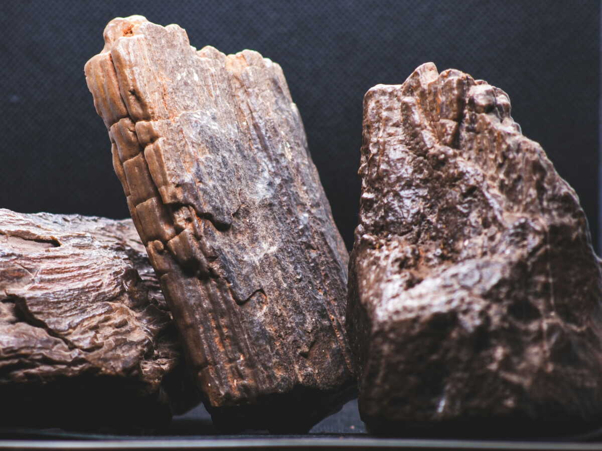 En Grèce, des outils en bois vieux de 430 000 ans réécrivent l’histoire des premiers bricoleurs