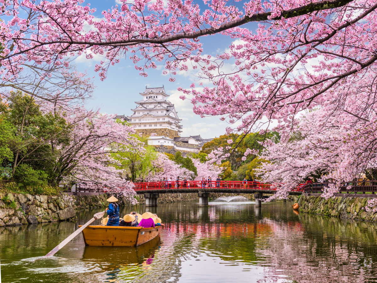 Voir les cerisiers en fleurs au Japon pourrait coûter moins cher cette année