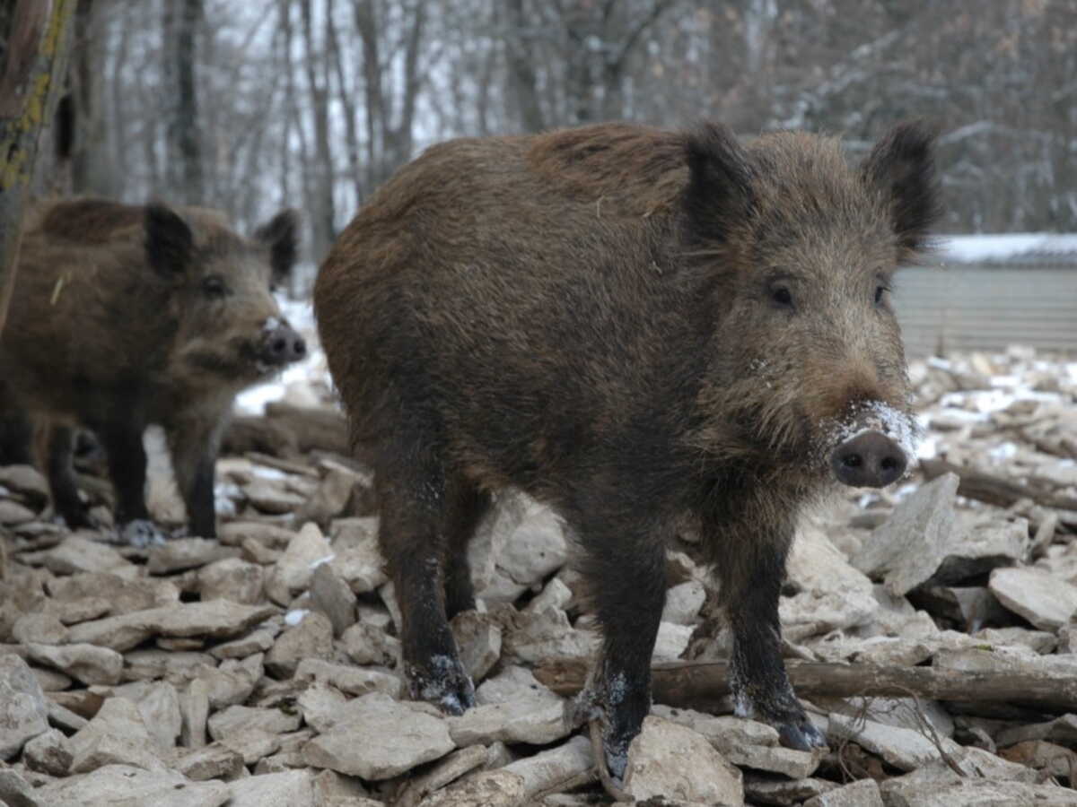 Dans la zone de Fukushima, de curieux porcs hybrides inquiètent les biologistes
