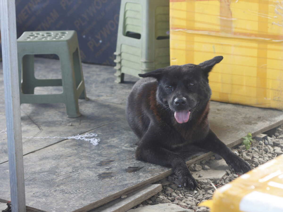 "Justice pour Orelha": le corps de la chienne maltraitée qui a ému le Brésil a été retrouvé
